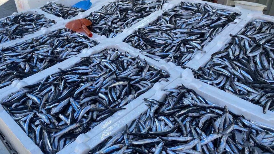 Fırtına fiyatları yükseltti