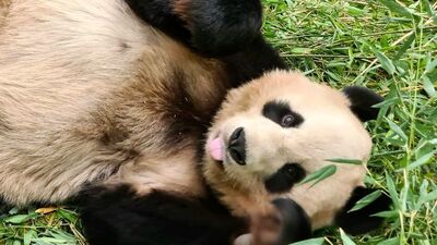 İngiltere, Çin'den gelen pandalara veda ediyor