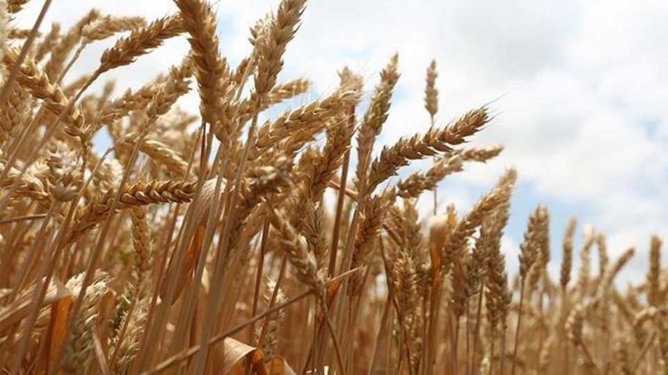 Türkiye'nin Sudan'daki tarım şirketi tasfiye ediliyor