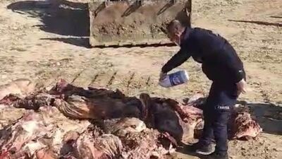 Batman'da kaçak et imha edildi