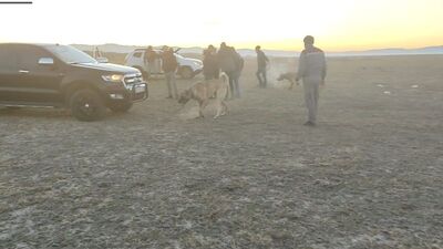 Köpek dövüştüren çok sayıda kişiye suçüstü!