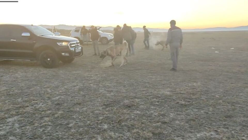 Köpek dövüştüren çok sayıda kişiye suçüstü!