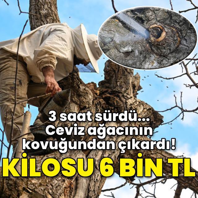 Ceviz ağacının kovuğundan çıkardı!