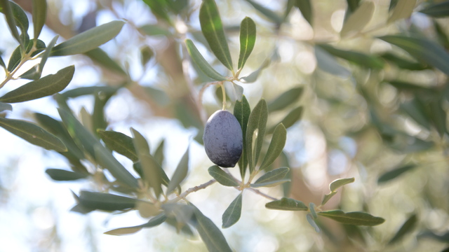 Zeytin yetiştiriciliği UNESCO'da