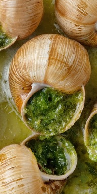  Salyangozunuzu nasıl alırdınız?