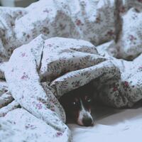 Rüyada Şekerlik Görmek