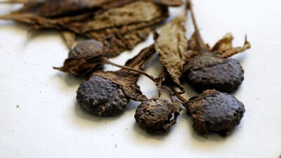 "Güzelavrat" otu zehirlenmesine karşı uyarı!