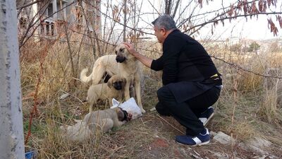 İlk önce yavrularını düşündü! İşte anne yüreği...