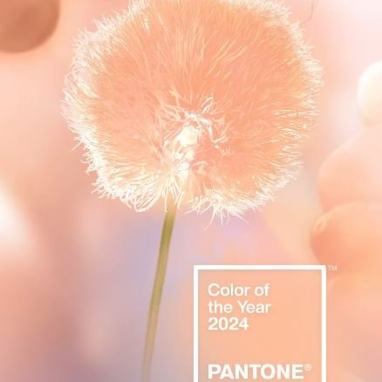 Pantone 13 1023