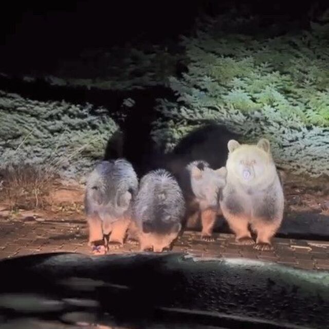 Uykusuz ayılar yine yakalandı