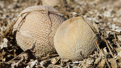 ABD ve Kanada'da bozuk kavun 8 kişiyi öldürdü