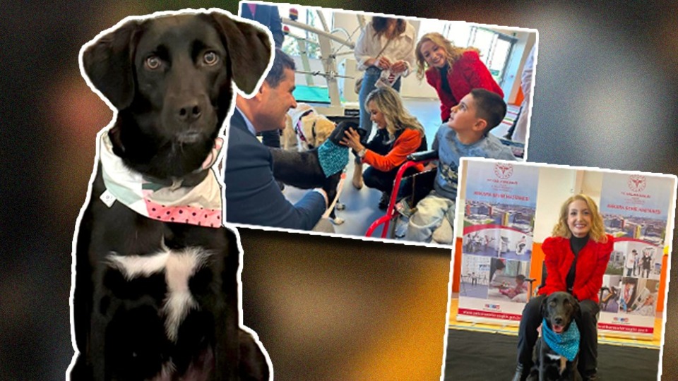 Sokak köpeğinden terapi köpeği olur mu? Oldu bile! Adı Tina