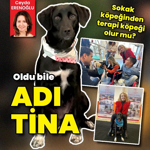 Sokak köpeğinden terapi köpeği olur mu? Oldu bile! Adı Tina