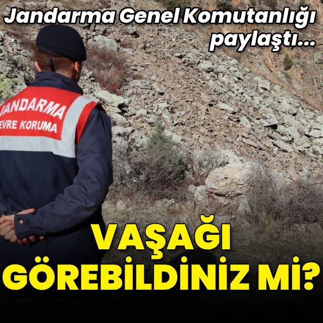 Jandarma Genel Komutanlığı paylaştı... Vaşağı görebildiniz mi?