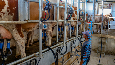 Toplanan inek sütü yüzde 8,2 arttı