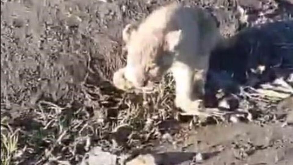 Yol kenarındaki yavru aslan aranıyor!