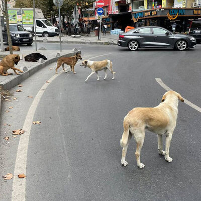 Başıboş köpek sorunu nasıl çözülecek?