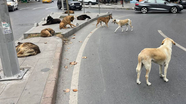 Başıboş köpek sorunu nasıl çözülecek? O çalışmanın detaylarına Habertürk ulaştı