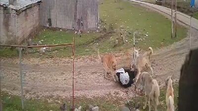 Köpekler saldırmıştı! O anları anlattı