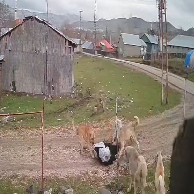 Köpekler saldırmıştı! O anları anlattı