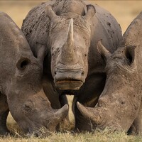 Yılın en iyi doğa fotoğrafları seçildi