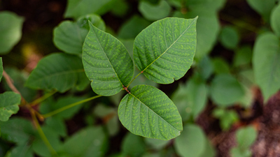 Asla dokunmamanız gereken 7 bitki!