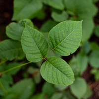 Asla dokunmamanız gereken 6 bitki!