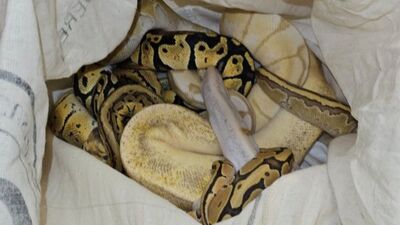 Türkiye'ye gelen trende ele geçirildi! 33 tane!