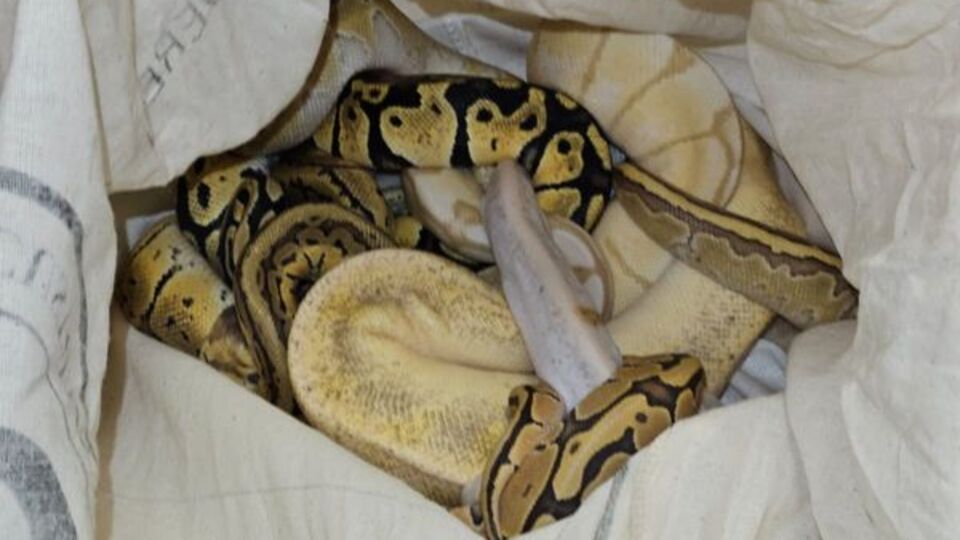 Türkiye'ye gelen trende ele geçirildi! 33 tane!