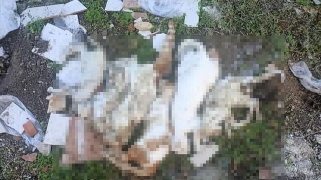 Kedileri zehirleyip ��pe att�lar