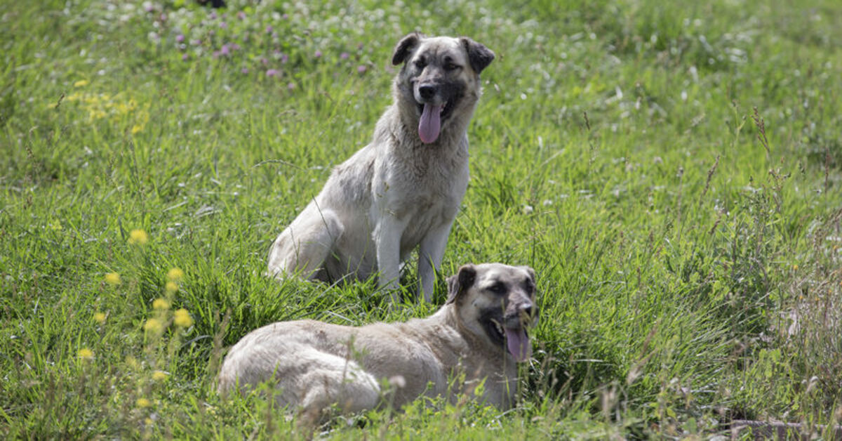 Başıboş köpekler meselesi hem siyasi hem sınıfsal hem itikadi bir sorundur