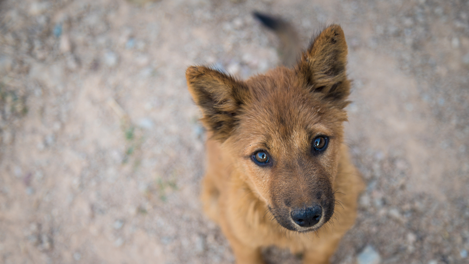 Evcil hayvanı olan milyonları ilgilendiriyor! "Mikroçipte kanun değişikliği şart"
