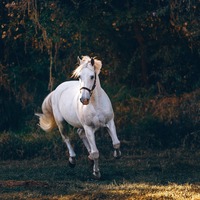 At cinsleri ve türleri nelerdir?