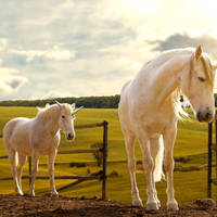 Atın yavrusuna ne ad verilir?
