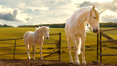 Atın yavrusuna ne ad verilir?