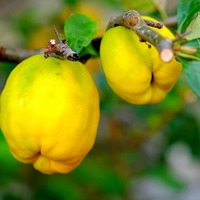 Ayva hangi mevsimde yetişir?