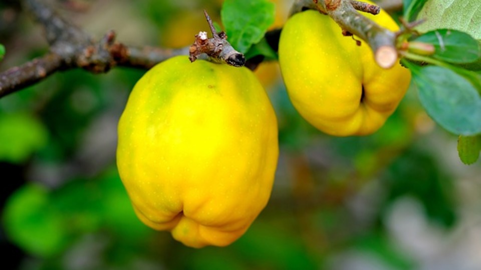 Ayva hangi mevsimde yetişir?