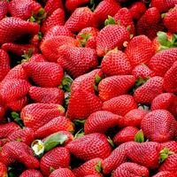 Çilek hangi mevsimde yetişir?