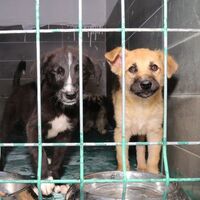 Ankara Valiliği'nden sahipsiz sokak hayvanı kararı