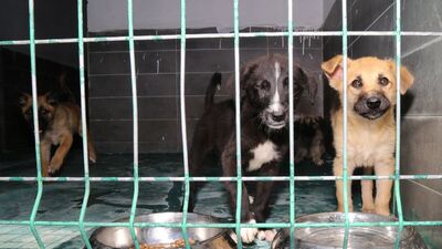 Ankara Valiliği'nden sahipsiz sokak hayvanı kararı