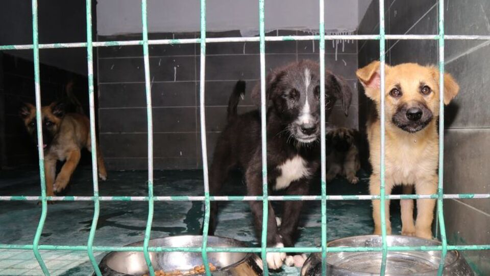 Ankara Valiliği'nden sahipsiz sokak hayvanı kararı