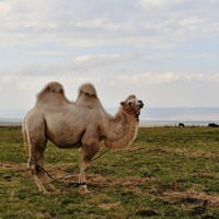 Deve yavrusuna ne denir?