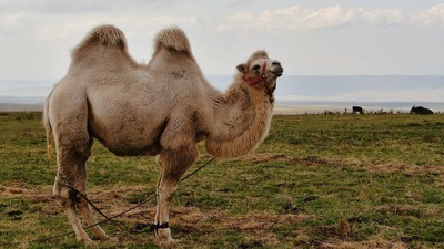 Deve yavrusuna ne denir?