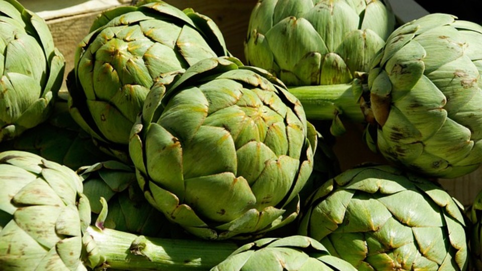 Enginar hangi mevsimde yetişir?