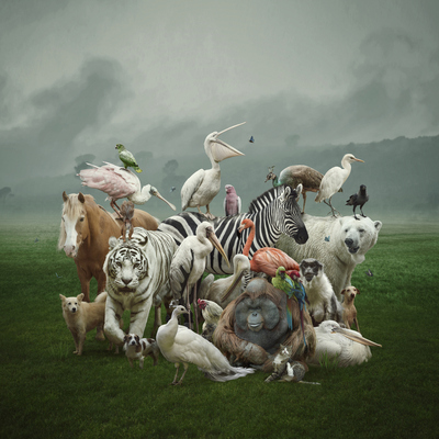 Zekalarıyla hayran bırakacak 10 hayvan!