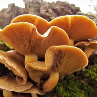 Mantar neden zehirler?