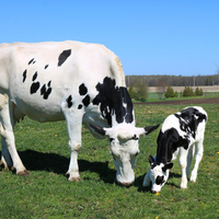 Gebe inek nasıl anlaşılır?