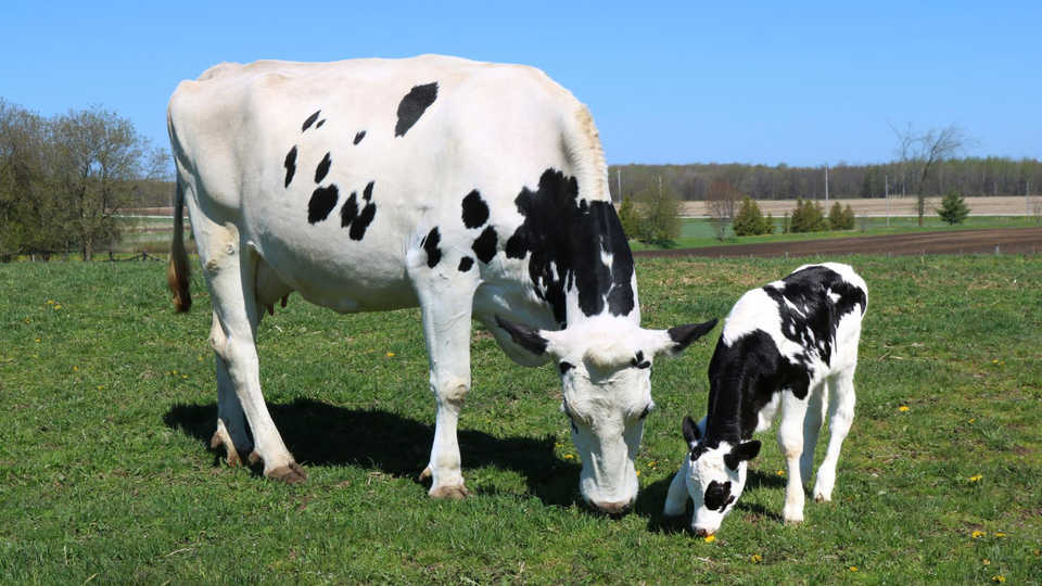 Gebe inek nasıl anlaşılır?