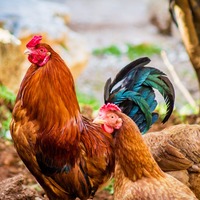 Horoz cinsleri nelerdir?