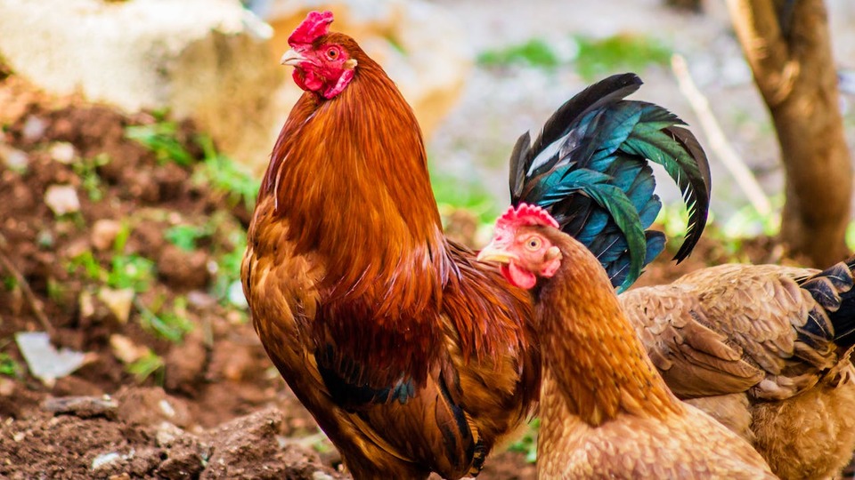 Horoz cinsleri nelerdir?